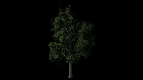 Realistic Tree preview image